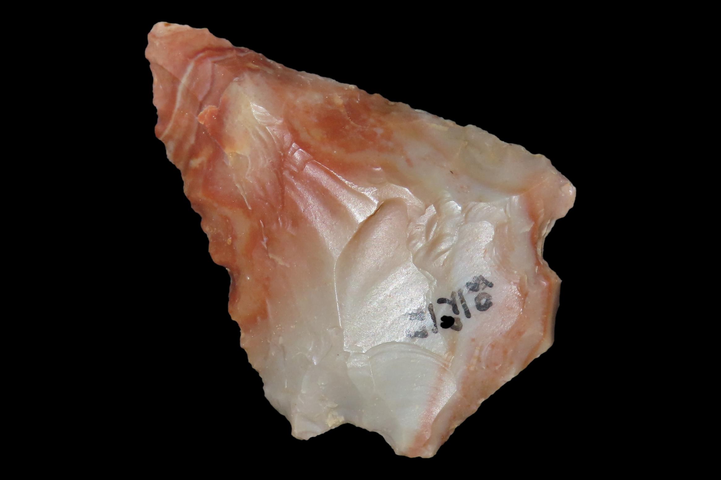 Colorful Florida Arrowhead, Alachua / Kirk Stemmed. Great Color!