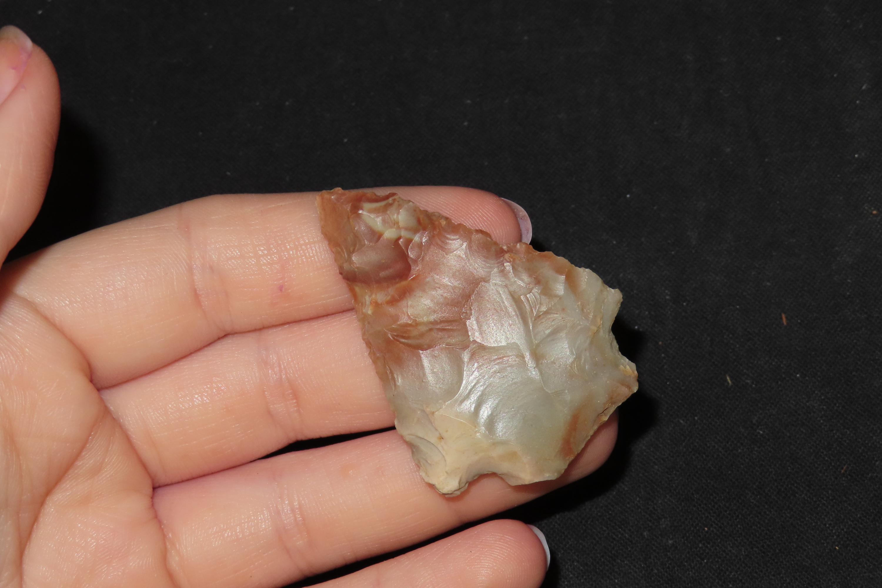 Colorful Florida Arrowhead, Alachua / Kirk Stemmed. Great Color!