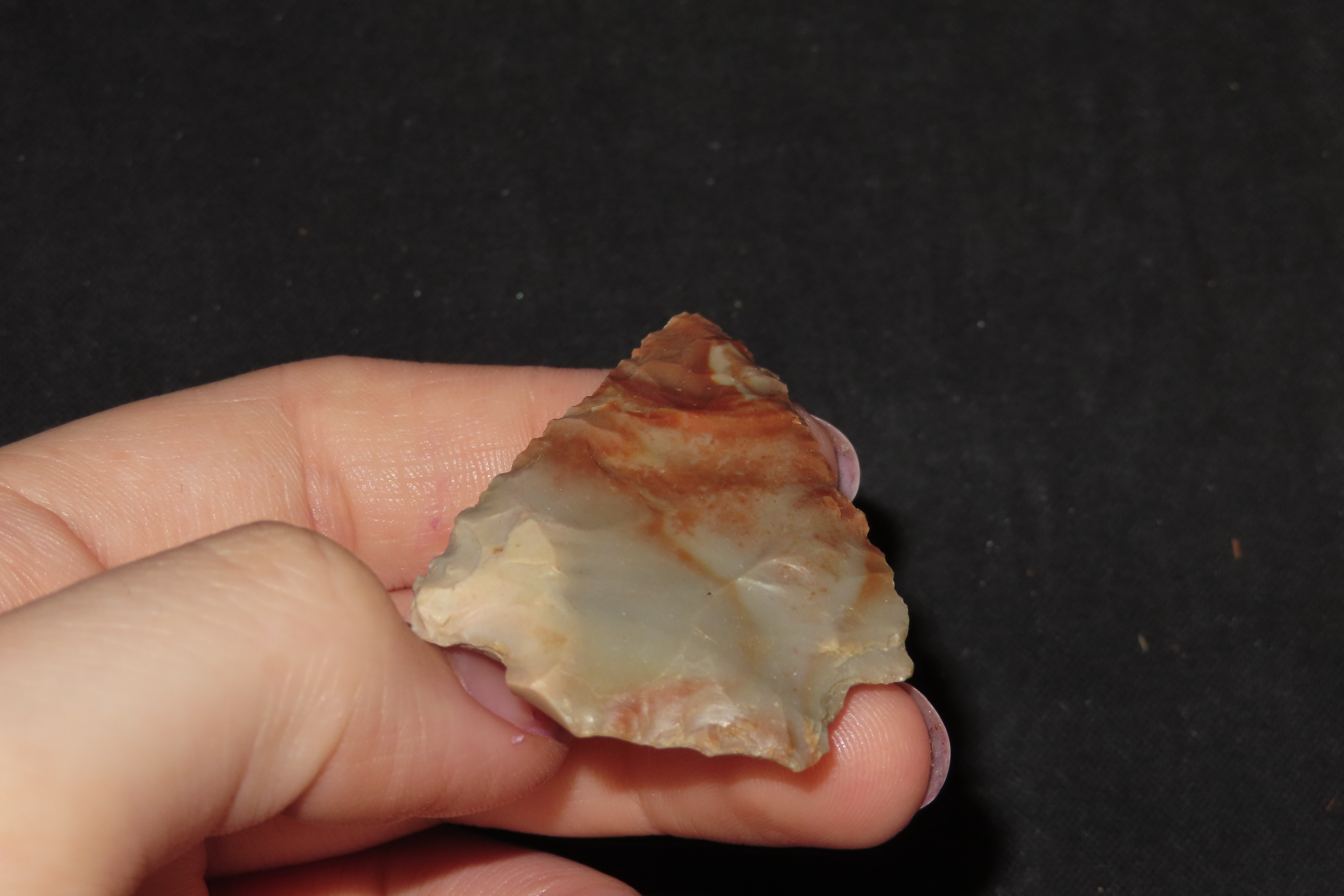 Colorful Florida Arrowhead, Alachua / Kirk Stemmed. Great Color!