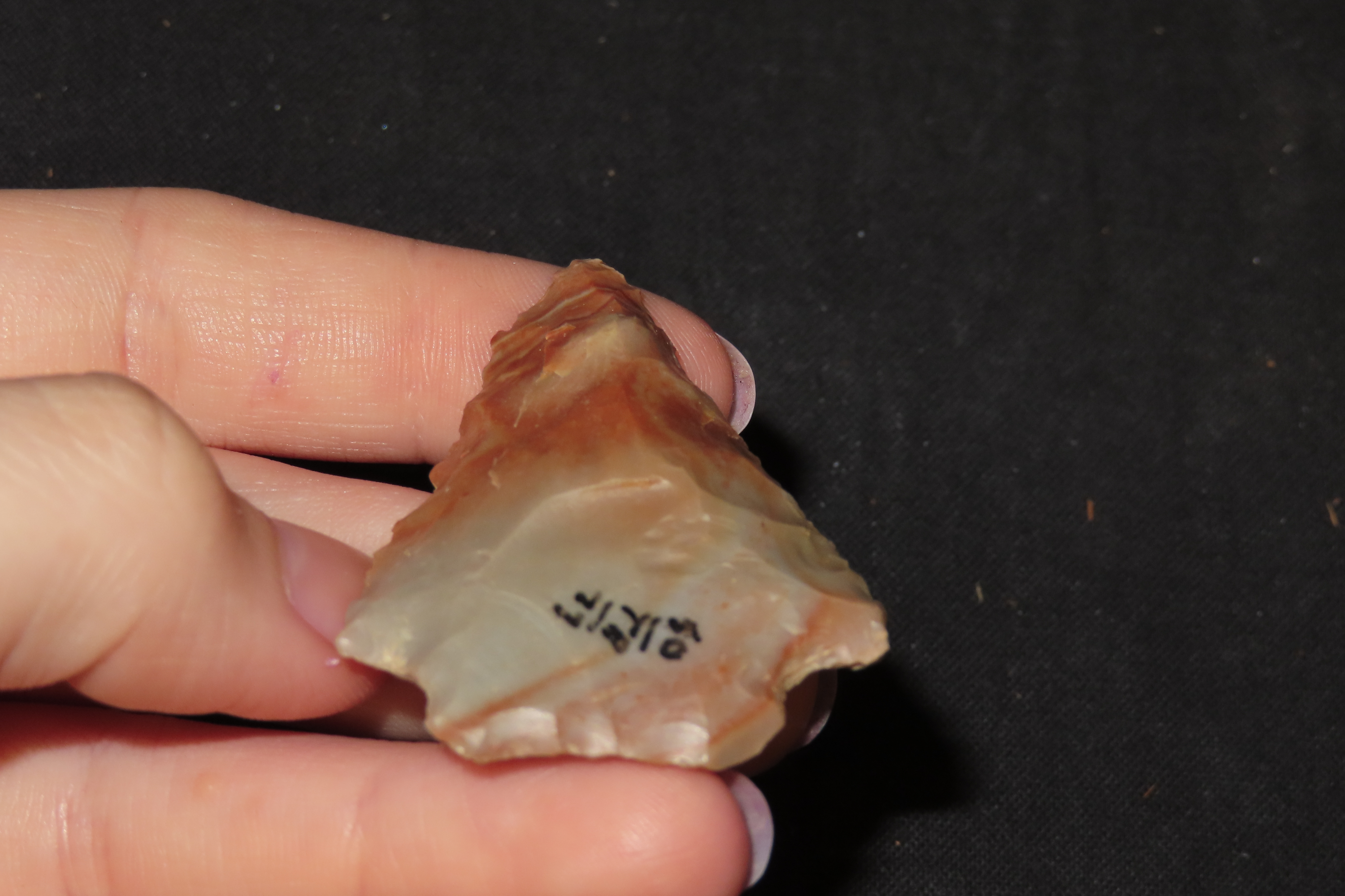 Colorful Florida Arrowhead, Alachua / Kirk Stemmed. Great Color!