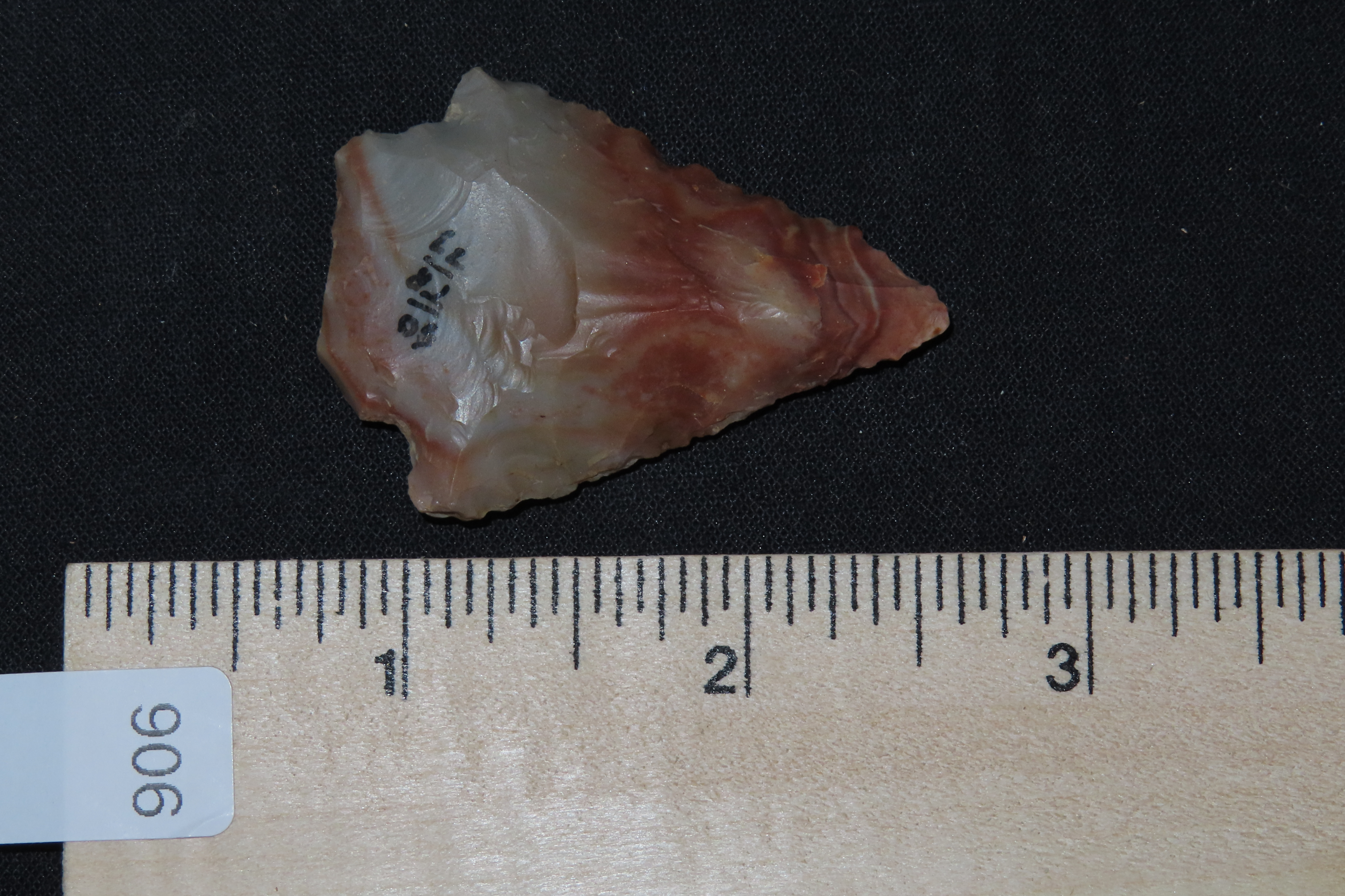 Colorful Florida Arrowhead, Alachua / Kirk Stemmed. Great Color!