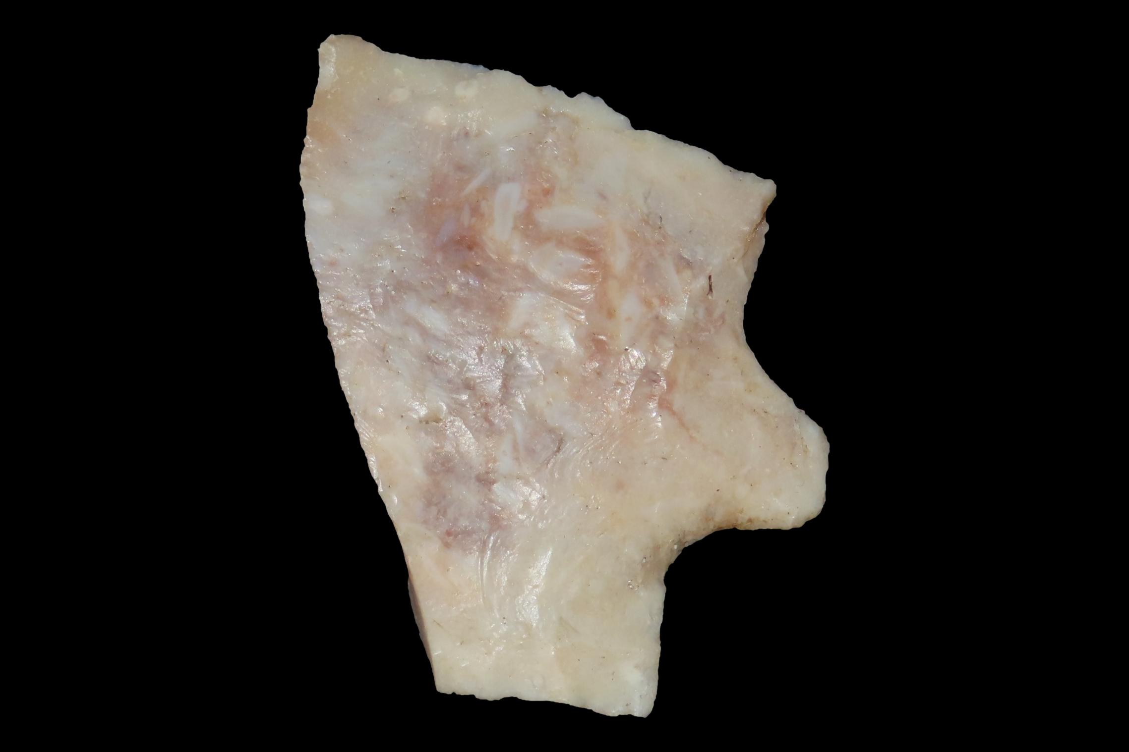 Big Heartbreaker Florida Hillsborough / Newnan. Colorful Translucent Coral