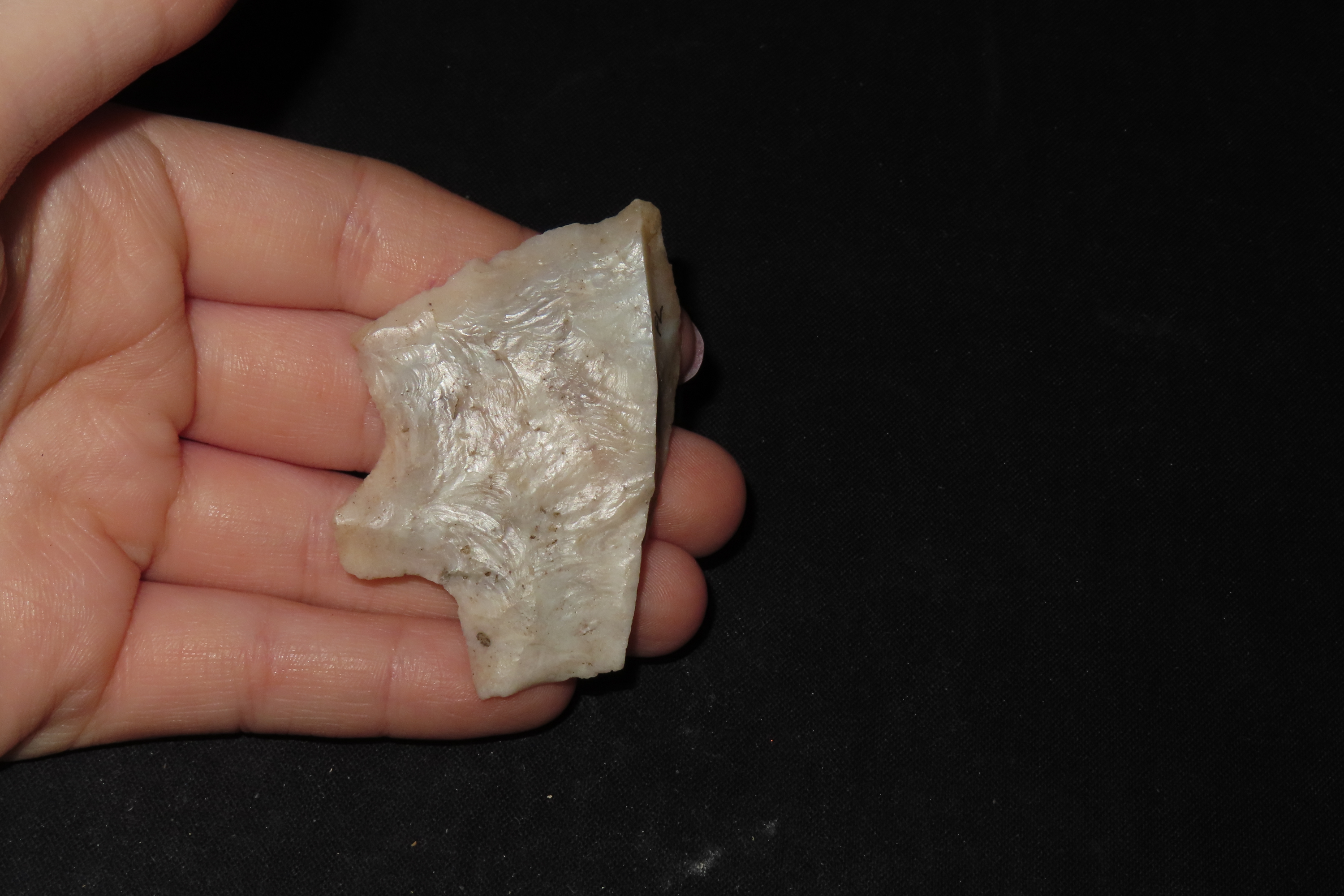 Big Heartbreaker Florida Hillsborough / Newnan. Colorful Translucent Coral