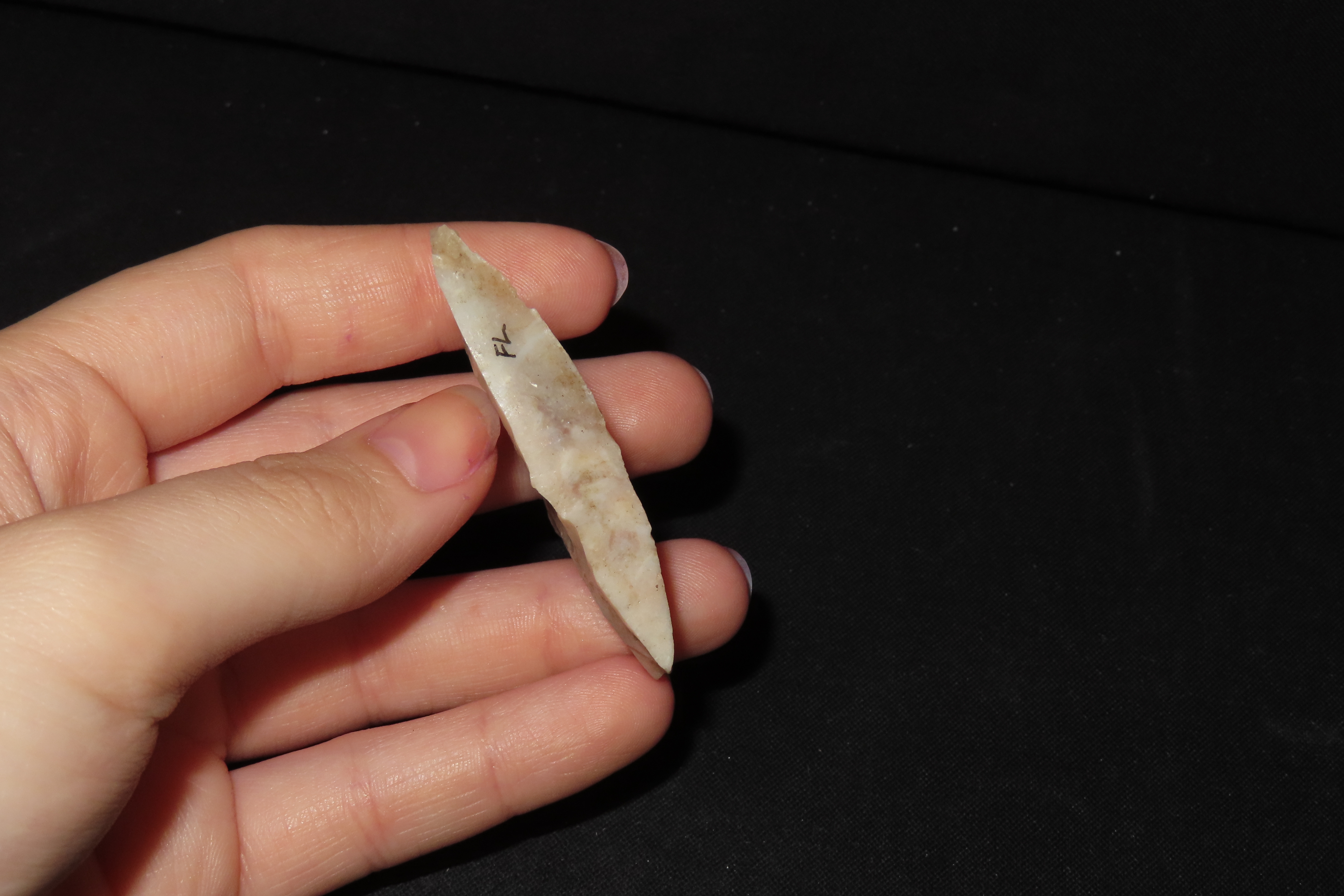 Big Heartbreaker Florida Hillsborough / Newnan. Colorful Translucent Coral
