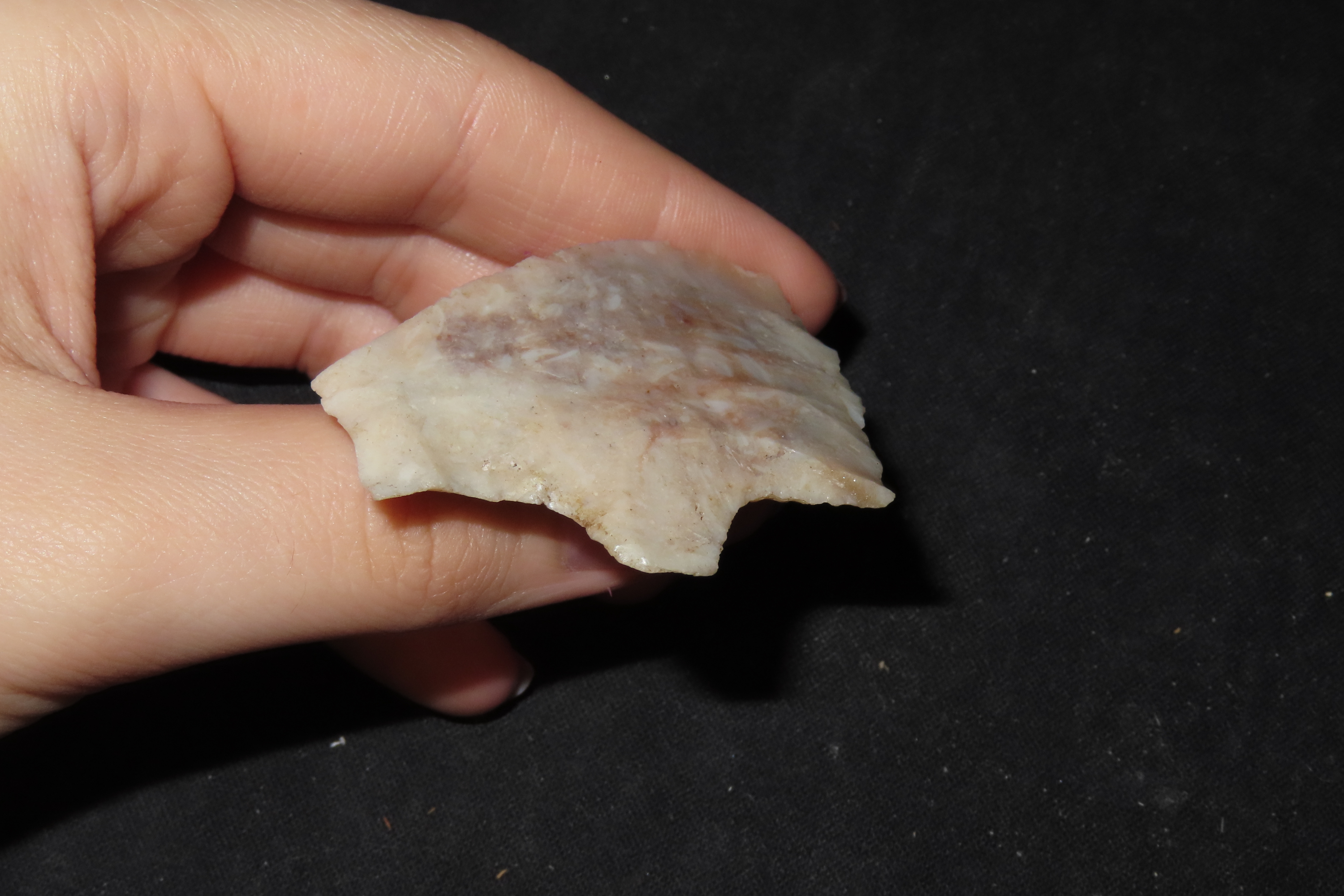 Big Heartbreaker Florida Hillsborough / Newnan. Colorful Translucent Coral