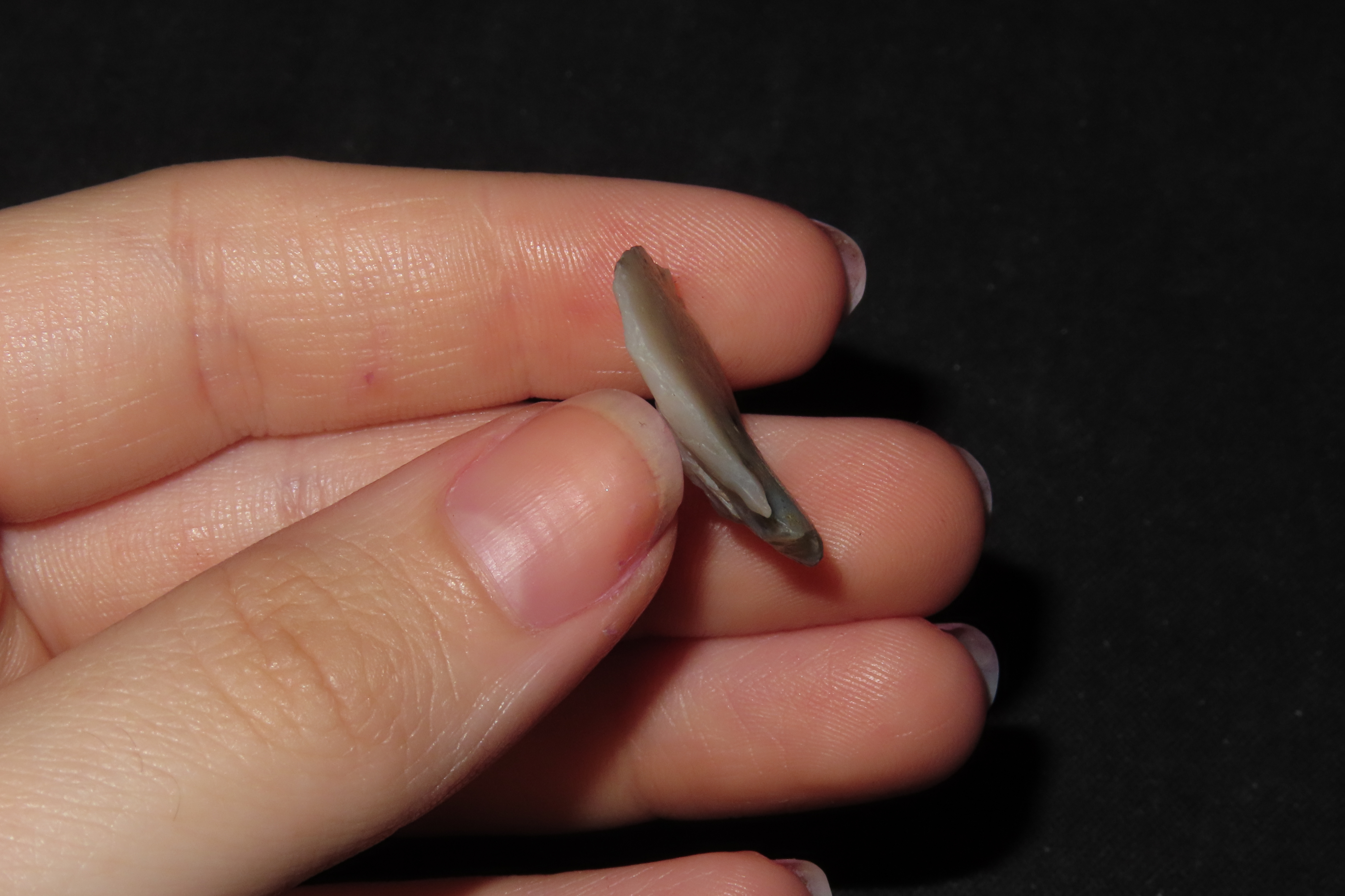 Amazing Translucent Notched Agate Hafted Scraper found in New Mexico. Paleo to Archaic Era Indian Arrowhead, Artifact.