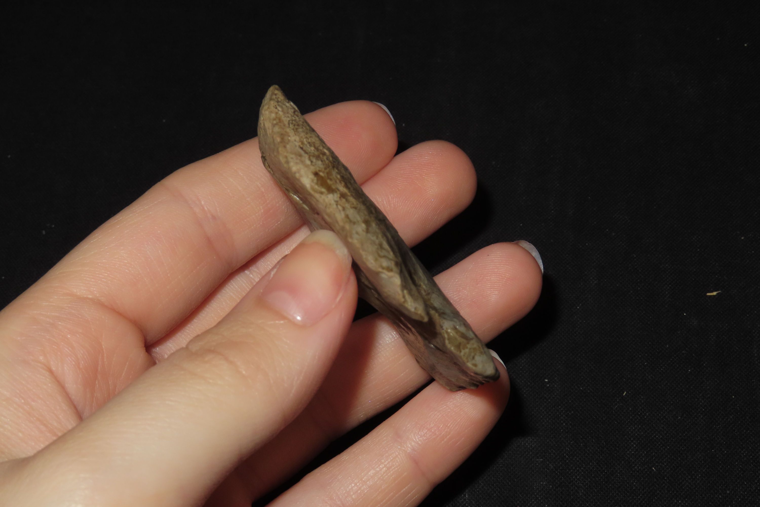 2 1/4" Thebes Blunt, Jersey Co., Illinois