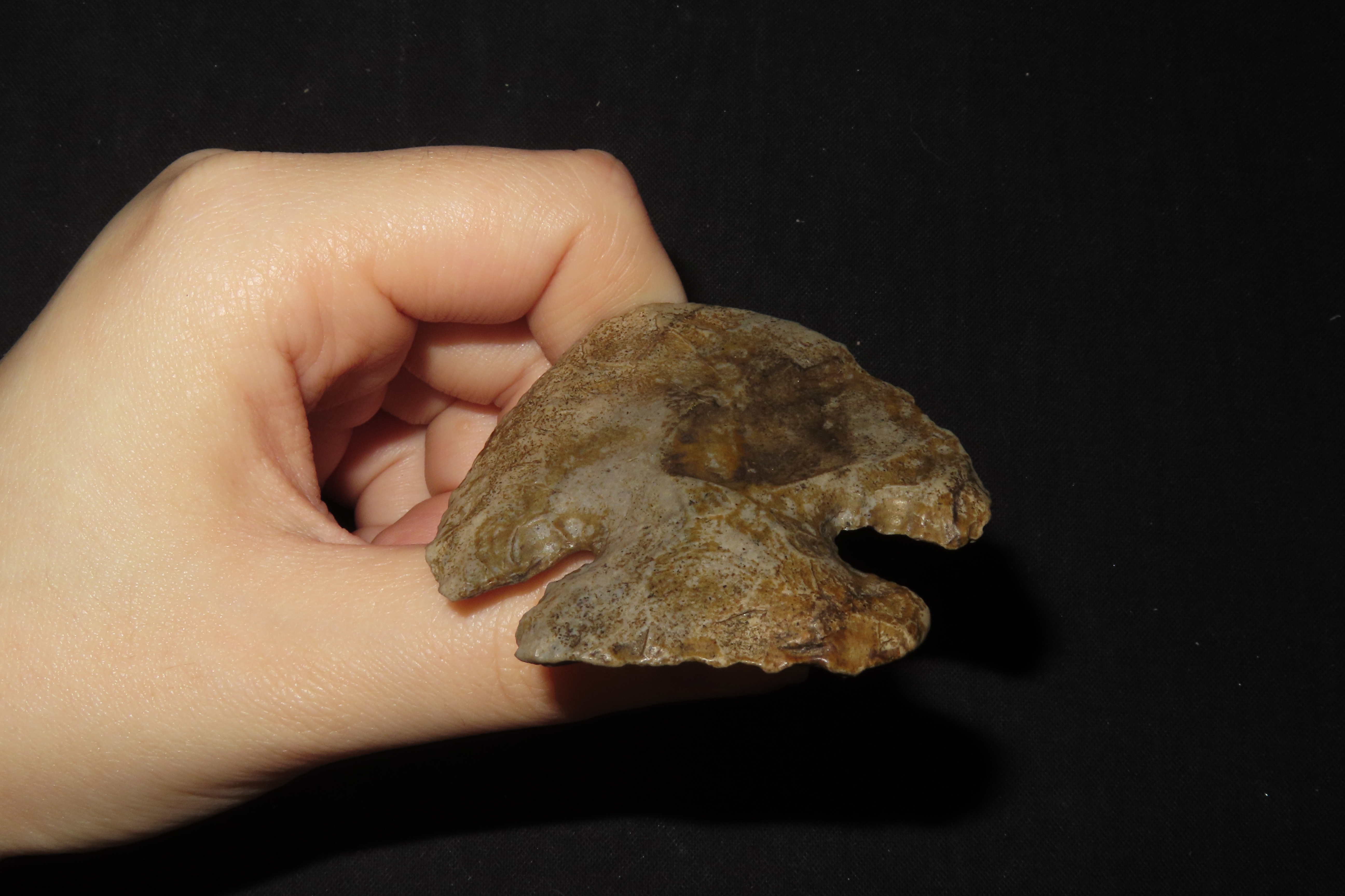 2 1/4" Thebes Blunt, Jersey Co., Illinois