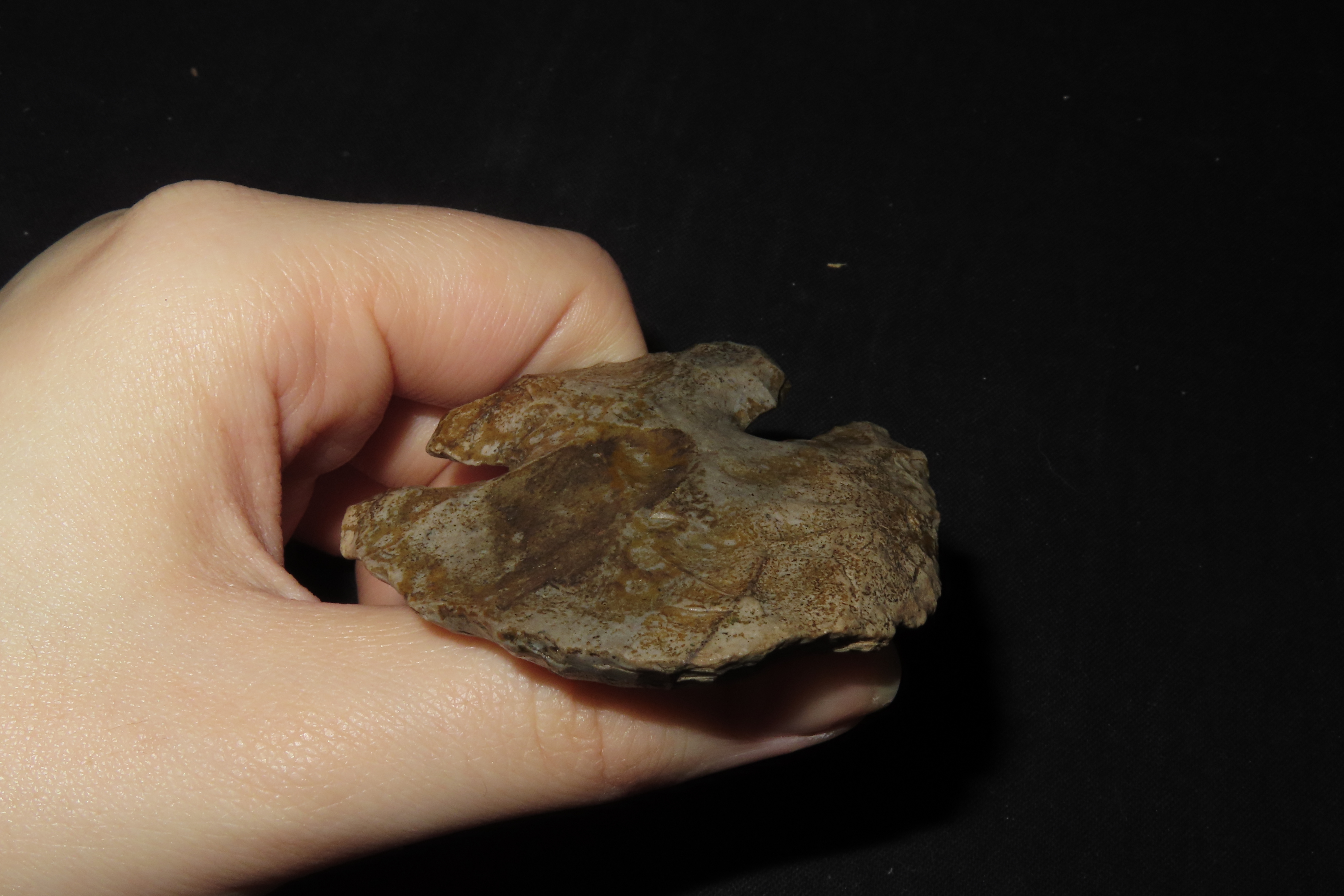 2 1/4" Thebes Blunt, Jersey Co., Illinois