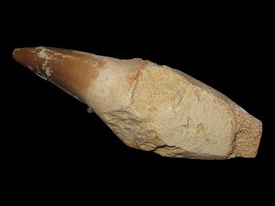 3 1/16" Mosasaurus Tooth, Morocco, Approximately 66 Million Years Old