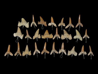 Lot of 25 Wire-Wrapped Shark Teeth, Great for Jewelry Making