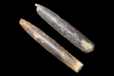 Lot of 2 Fossil Belemnites, Largest 2 3/4", Northern Missouri, Ancient Squid-Like Cephalopods