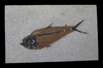 7 1/4" x 4 7/8" Knightia Eocaena Fish Fossil, Green River Formation, Wyoming