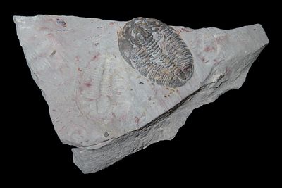 3" Elrathia Kingii Trilobite Fossil, Wheeler Shale Formation, Utah