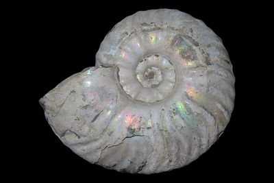 3 1/2" Ammonite Fossil, Madagascar