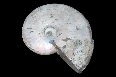 Ammonite Fossil, Madagascar, Reported 240-66 Million Years Old, Devonian to Cretaceous