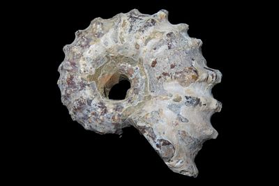 Tractor Ammonite Fossil, Douvilleiceras
