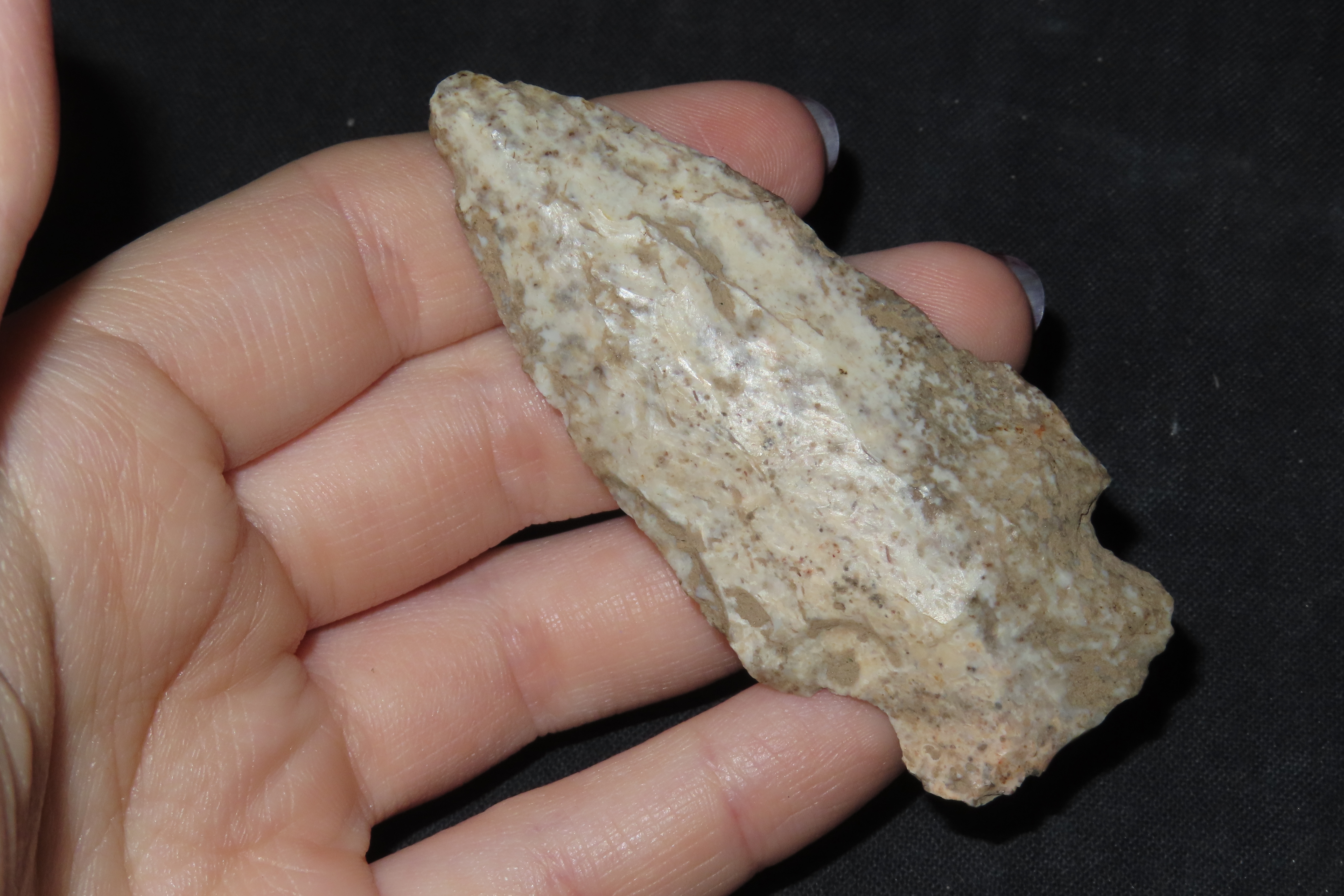 2 7/8" Rice Lobed, Missouri