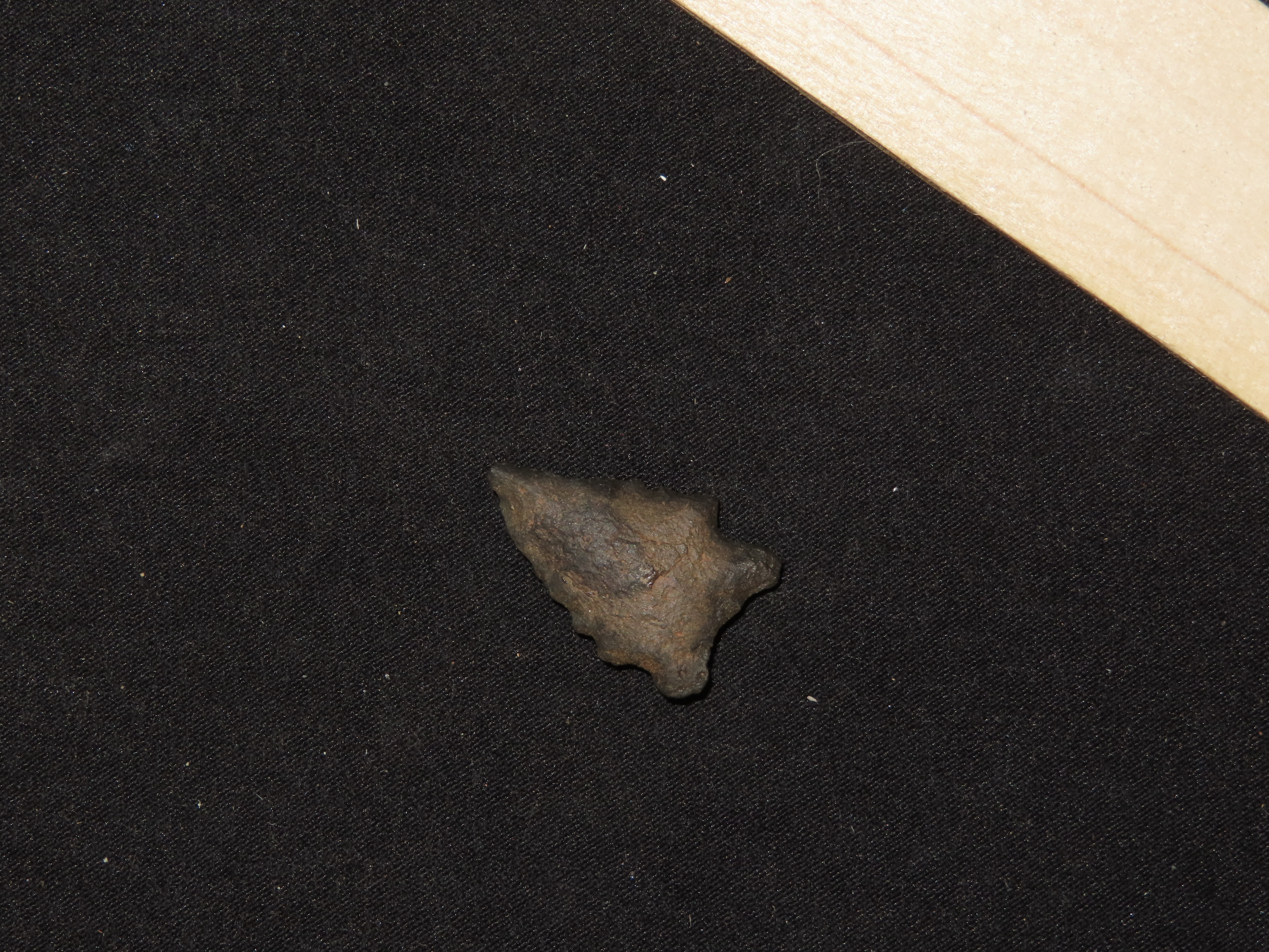 1" Elko Eared, New Mexico
