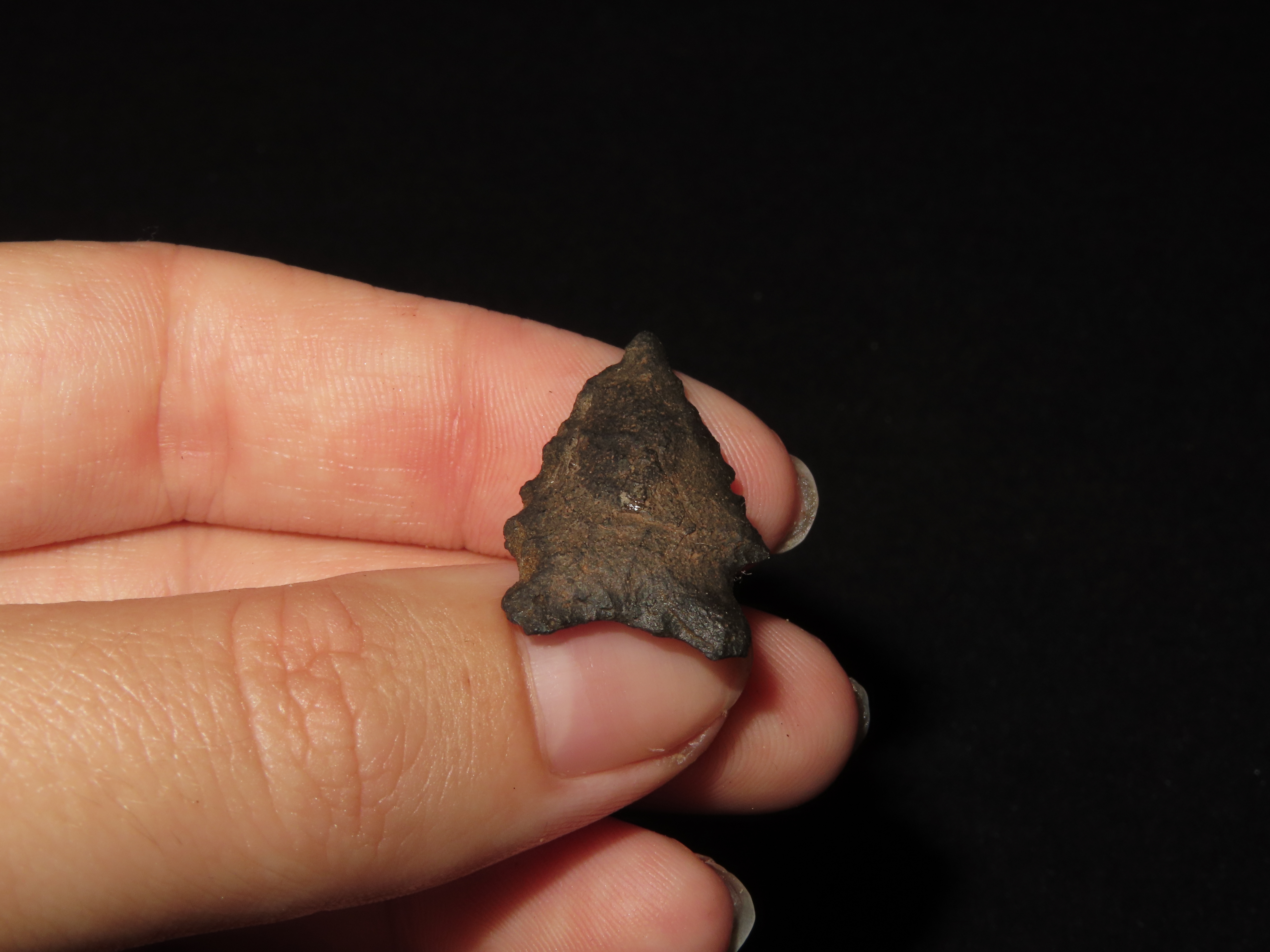 1" Elko Eared, New Mexico