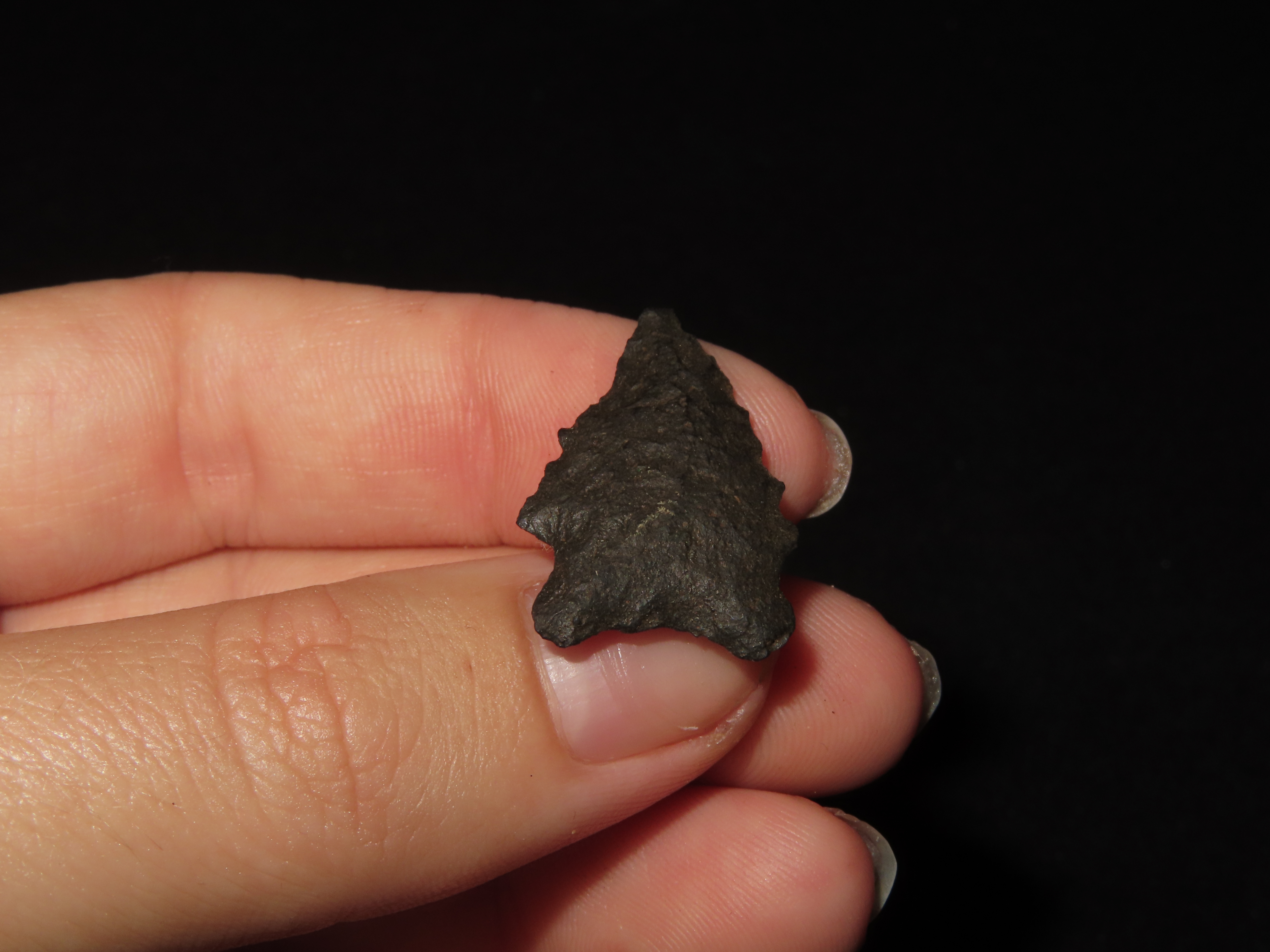 1" Elko Eared, New Mexico