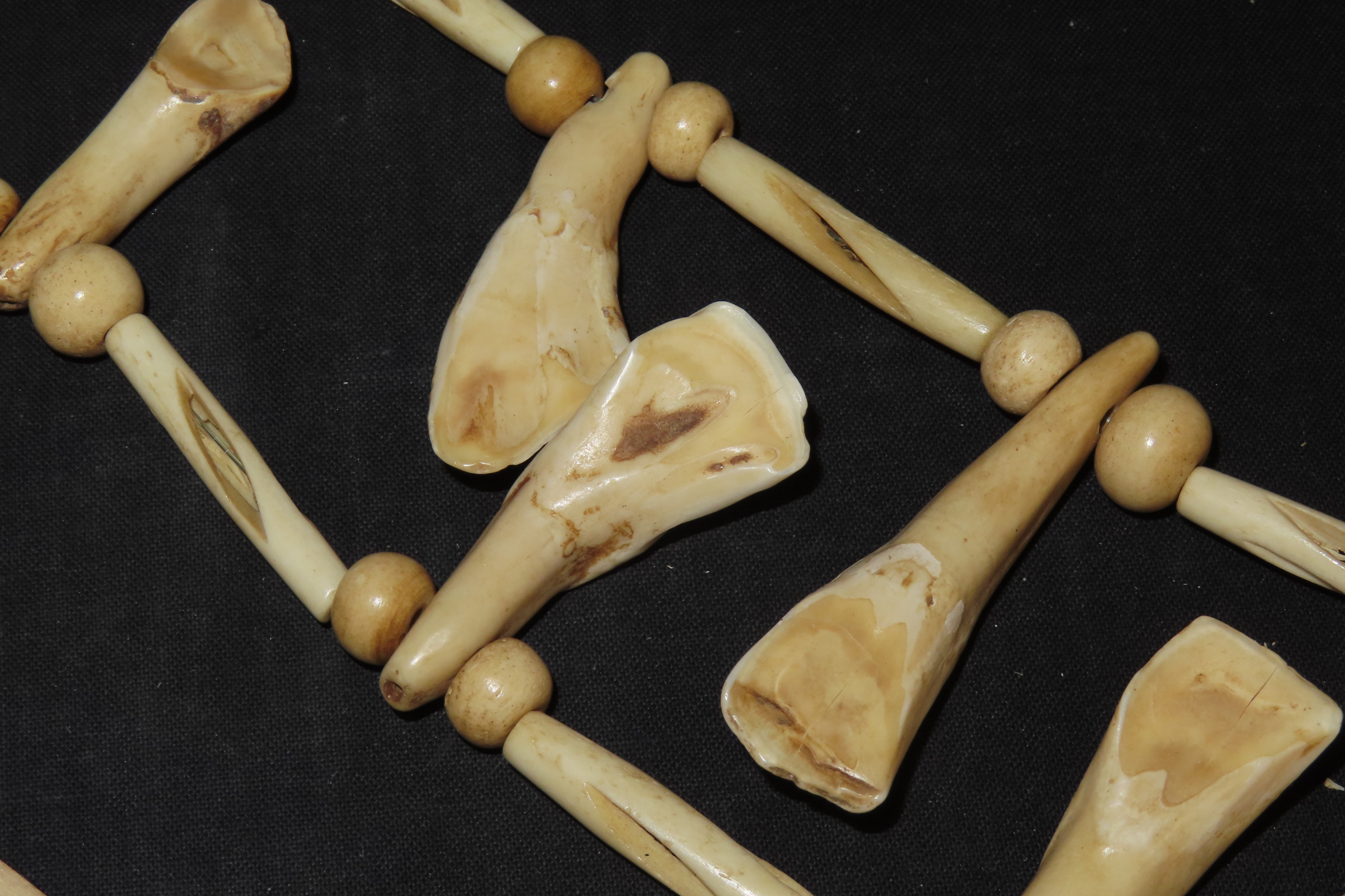 Drilled Buffalo Tooth Necklace