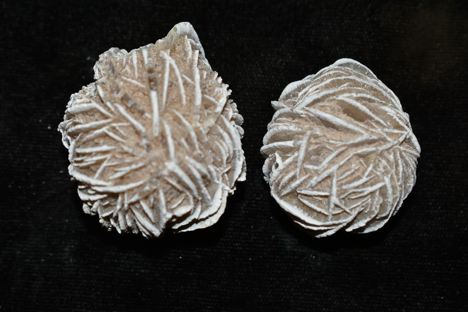 Lot 451 PAIR OF NICE DESERT ROSE FOSSILS, GREAT EXAMPLES Heartland