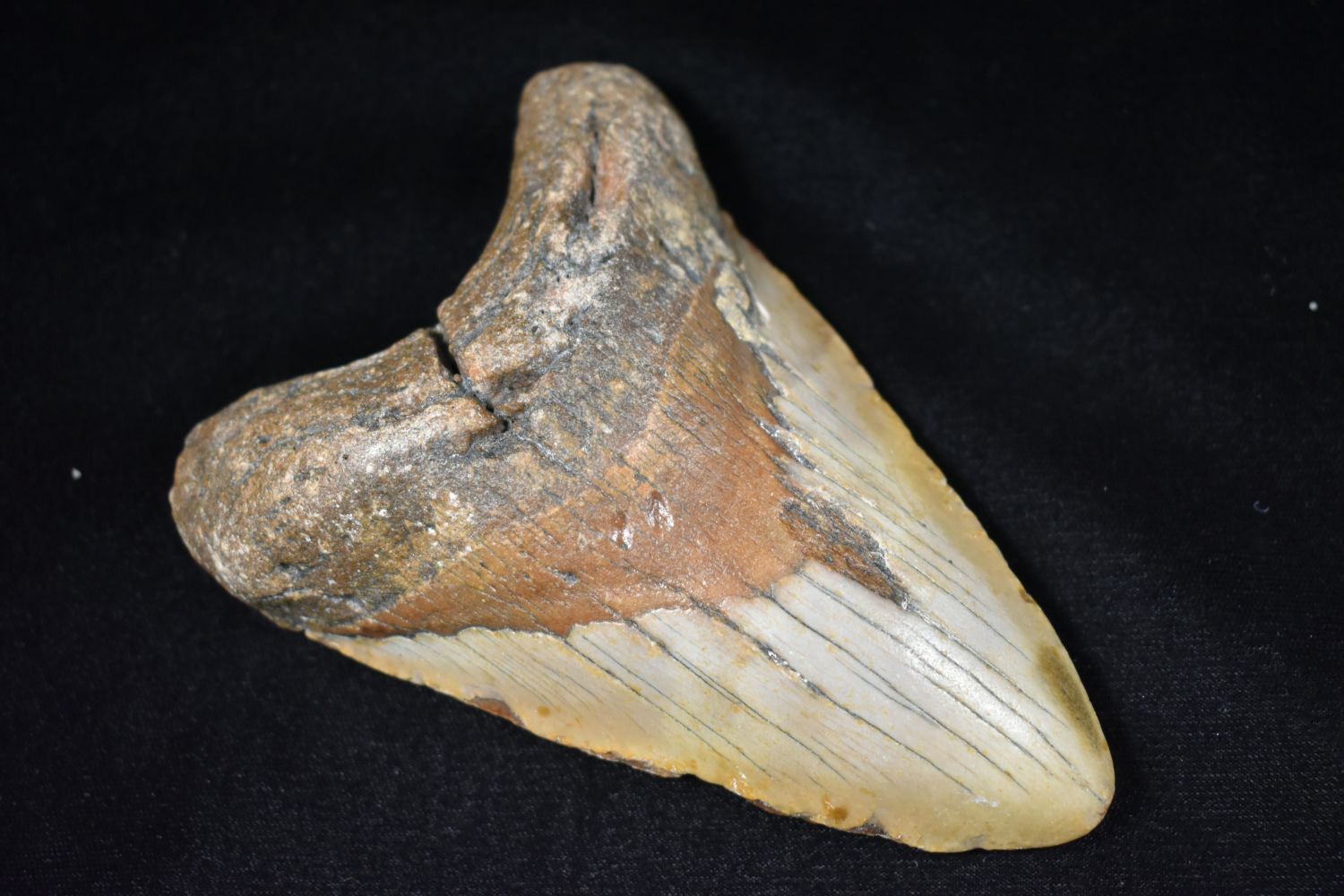 Lot 250A 5" Megalodon Shark Tooth Fossil, East Coast Heartland