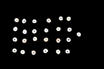 Grouping of Shell Beads