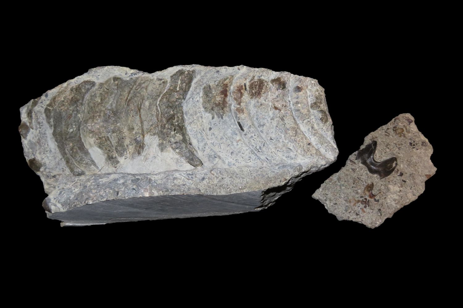 Lot 566 Cephalopod Ordovician 320 Million Years Ago MYA A Very lot-566-cephalopod-ordovician-320-million-years-ago-mya-a-very