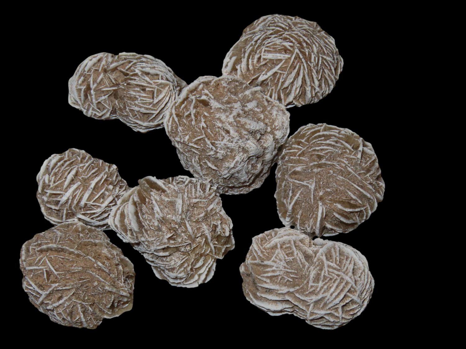 Lot 520 GREAT LOT OF DESERT ROSE GYPSUM FOSSILS, GREAT EXAMPLES, 250