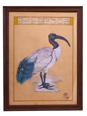 A MUGHAL OR COMPANY SCHOOL, NORTHERN INDIA, C. LATE 18TH CENTURY, STUDY OF A SACRED IBIS. Mughal 