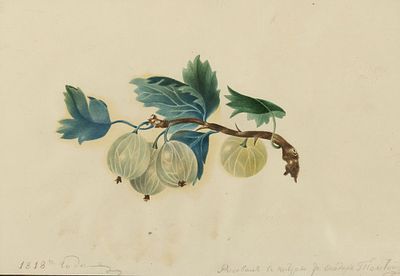 FEDOR PETROVICH TOLSTOY (1783-1873)
Still life with gooseberries. signed and inscribed in 