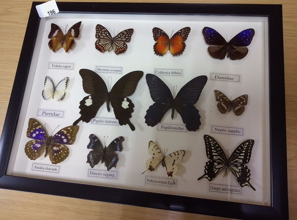 Lot 196: Picture of Butterflies