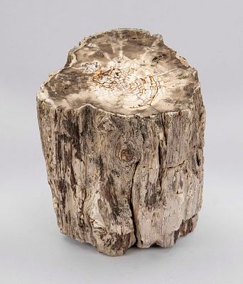 Fossilized tree trunk, approx. 30 million years old. Cut surface polished on top, bark 