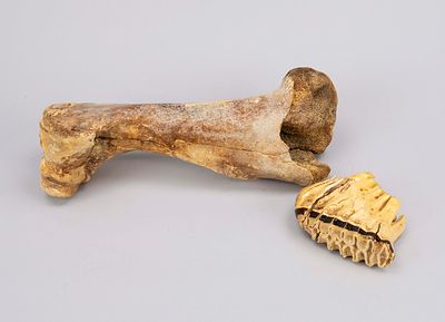 2 fossils, exact age unknown, but very old. 1 x oversized bone, probably found in the sea, as 