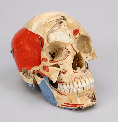 Anatomical dental model of a human skull, 2nd half of the 20th century, bone. Various parts 