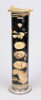 Animal specimen chick, 20th century. Cylindrical glass body with liquid, containing chicken 