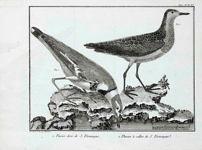 Ornithology -- François Nicolas Martinet (1731-1804), collection of 6 engravings depicting 