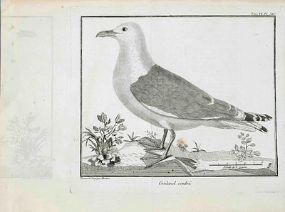 Ornithology -- François Nicolas Martinet (1731-1804), collection of 6 engravings depicting 