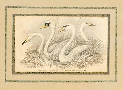Ornithology -- three col. steel engravings with various bird motifs, various engravers of the 