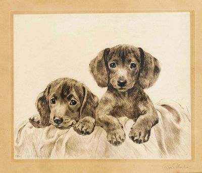 Kurt Meyer-Eberhardt (1895-1977), two dachshund puppies, etching on China paper, rolled onto 