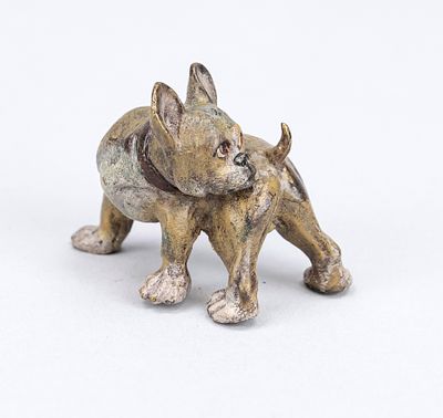 Viennese bronze, 20th century, polychrome cold-painted bronze in the form of a small bulldog 