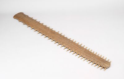 Cabinet of Curiosities object: rostrum, i.e., the saw of a sawfish, a few teeth chipped, L. 86 