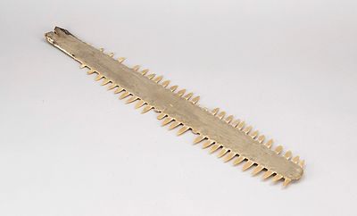 Cabinet of Curiosities object: rostrum, i.e., the saw of a sawfish, only a few teeth chipped 