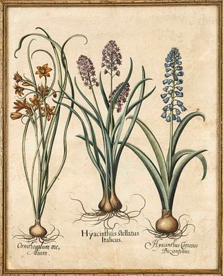 Basilius Besler (1561–1629), ''Hyacinthus stellatus Italicus'' and others, col. Copper 