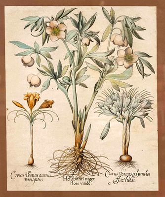 Basilius Besler (1561–1629), ''Helleborus niger flore viride'', among others, col. copperplate 
