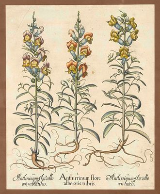 Basilius Besler (1561–1629), ''Anthirrinum flore albo oris rubis'' and others, col. Copper 