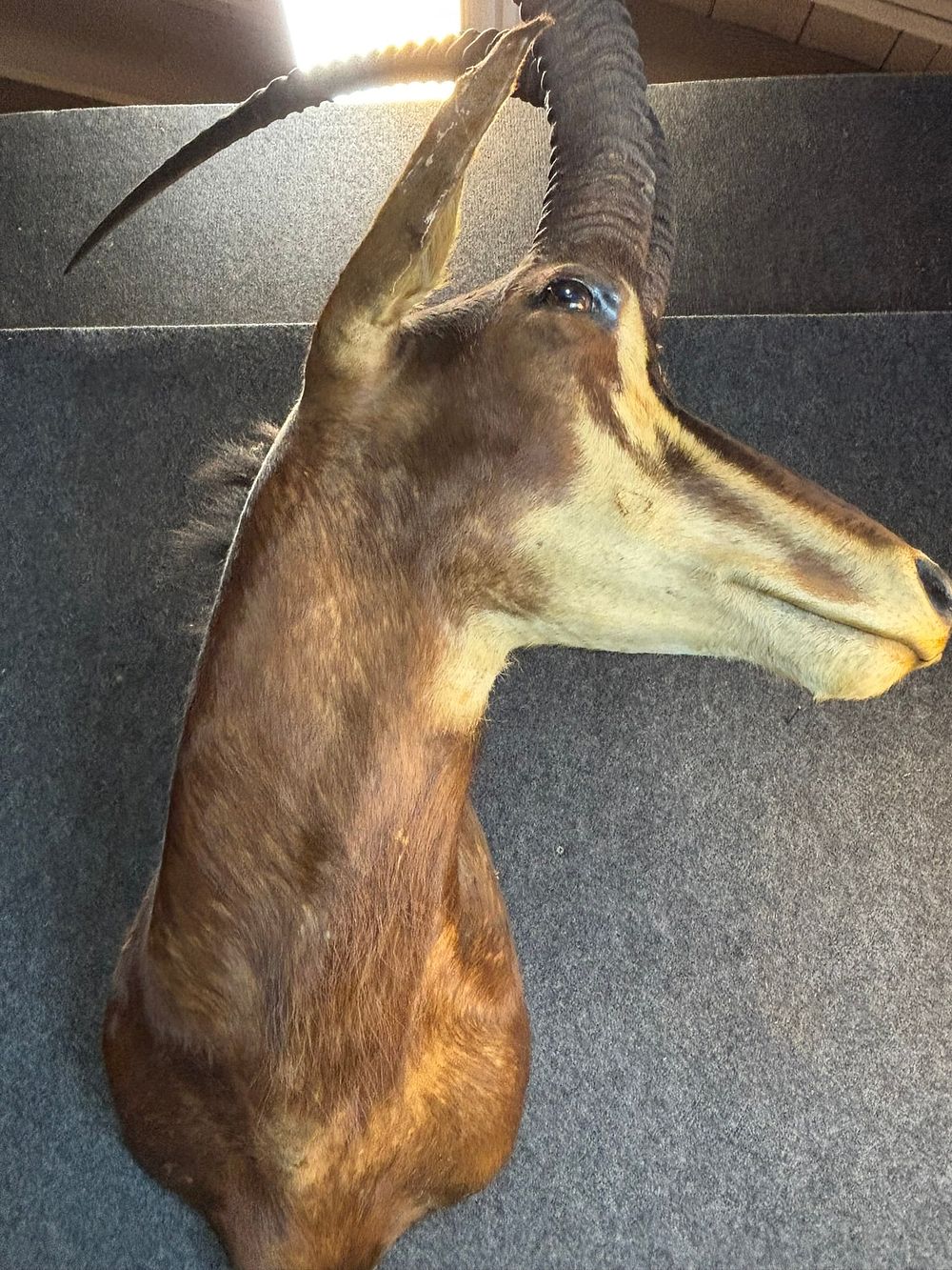 Lot 335: Vintage Sable Antelope Head Horn Mount Taxidermy