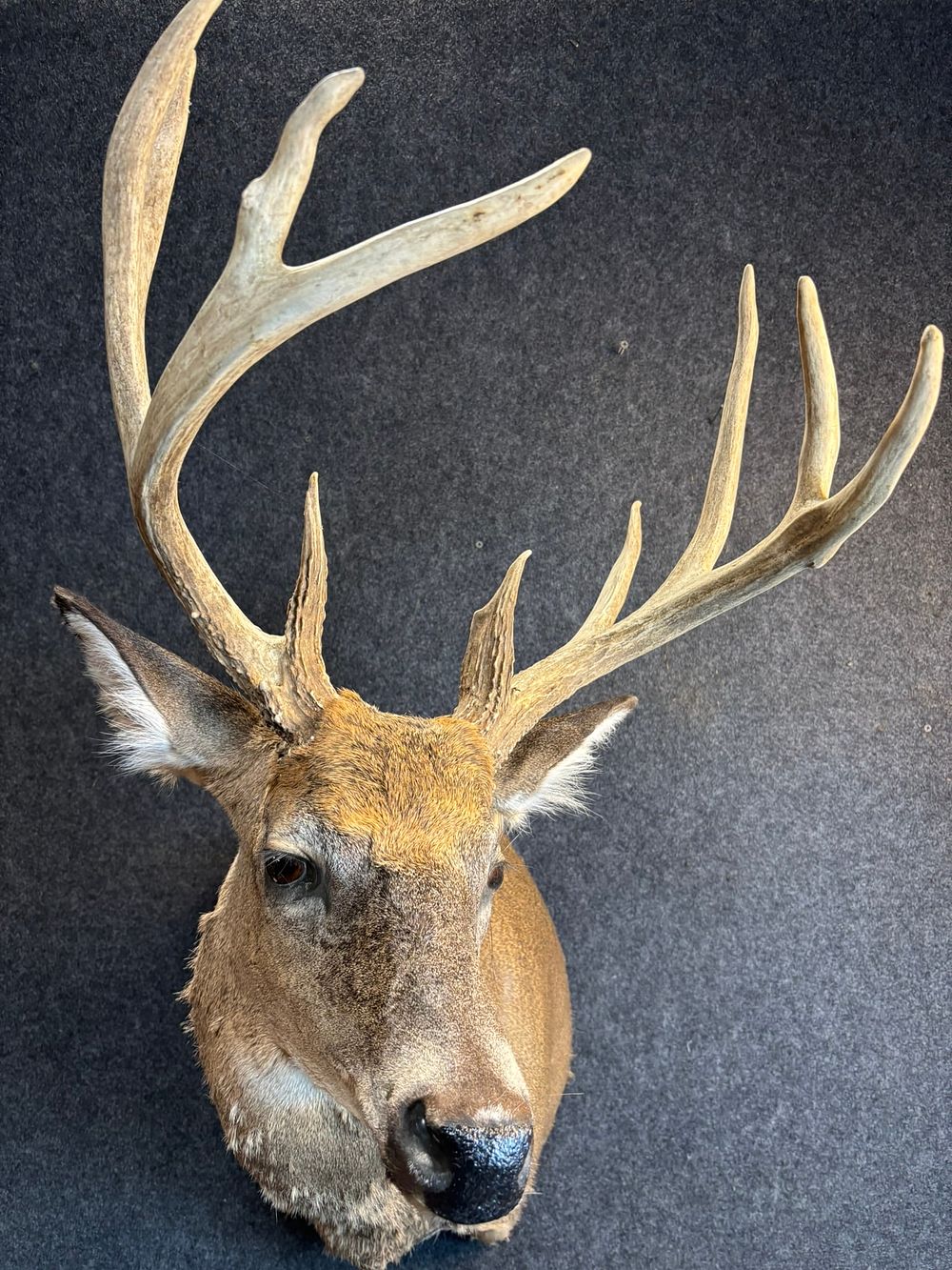 Lot 336: Vintage Deer Buck Stag Horn Mount Taxidermy